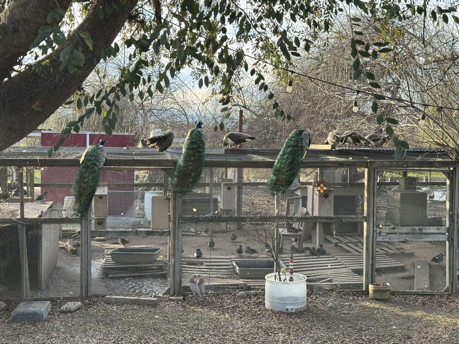 Peacocks
