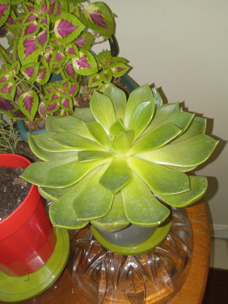 Succulents