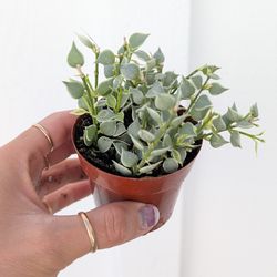 Dischidia Ruscifolia Million Hearts Variegated Plant 2" Pot - Indoor House Plants