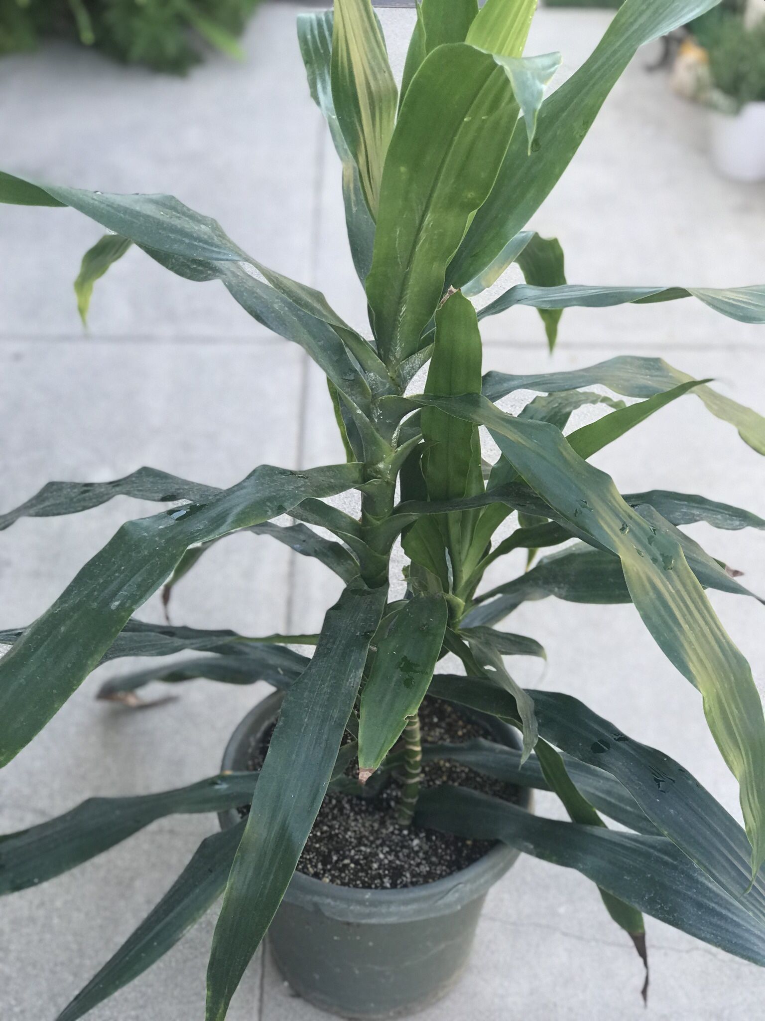 $12 Shade/house plant