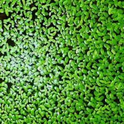 Duck weed pond plant 2 for 3$