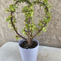 “Heart” Elephant Bush/Portulacaria afra WITH BUDS!