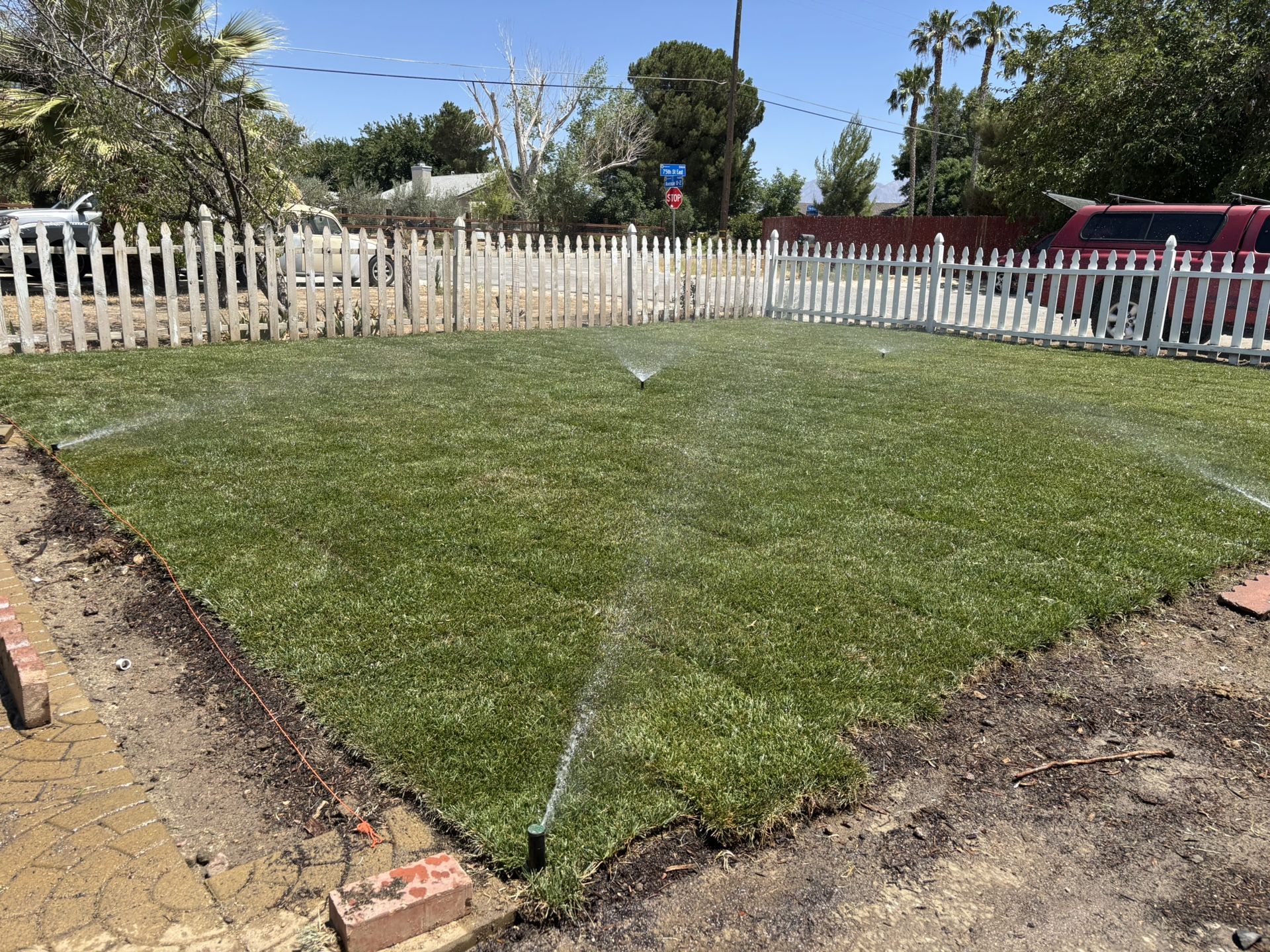 Sod Turf