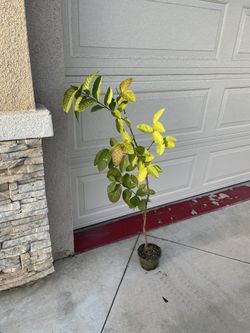 Thai Guava Fruit Tree Plant 