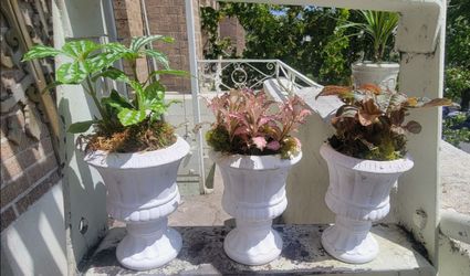 3 colorful live plants in distressed white urns bedded with moss and small river stones
