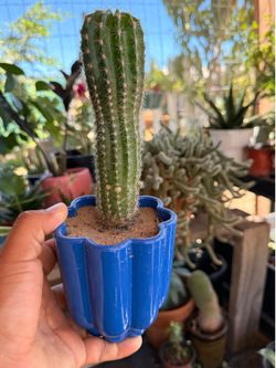 Cactus o diferentes plantas