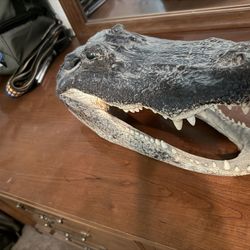 Real alligator head