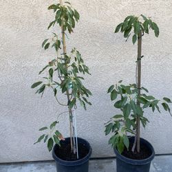 GEM Avocado Trees 