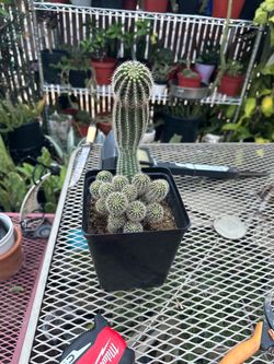 Cactus