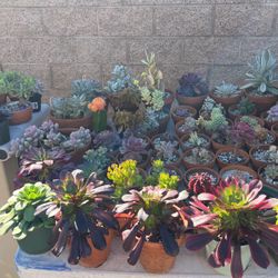 Plants/Succulents For Sale