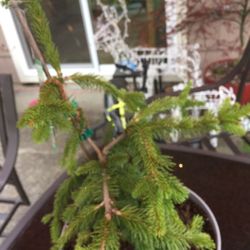 Pendula Weeping Norway Spruce
