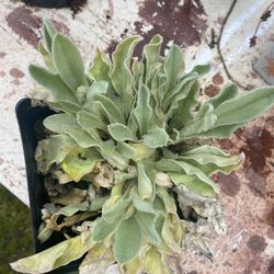 Two Rose Campion Plants