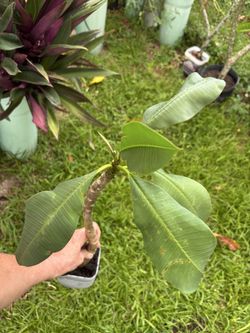 This small, color unknown, Plumeria / Frangipani Tree See All Pictures of # 6
