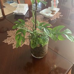 tetrasperma, Swiss Plant and Prayer Plant in one pot