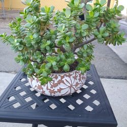 Jade Succulents Bonsai Tree 