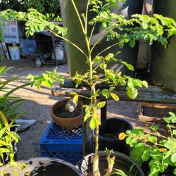 Moringa Tree/plant