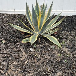 Agave Succulents