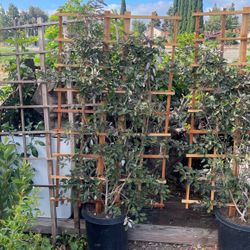 Trellis Instant Privacy 