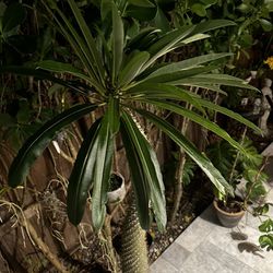 Pachypodium Madagascar Palm  Live Plant 60 Inches Height