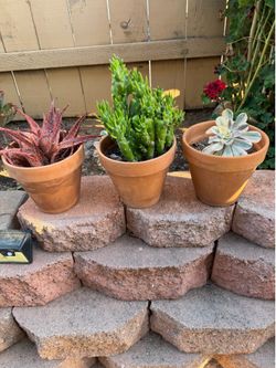 Three succulents