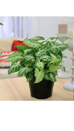 Delray Plants Arrowhead Vine (Nephthytis) in Pot