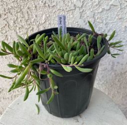 1 Gallon Pot Succulent Plant - Ruby Necklace - Crassothonna Capensis - Rare - Rooted & Established - Drought Resistant - 🪴