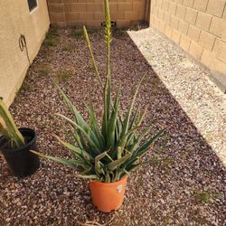 Aloe Vera Plant