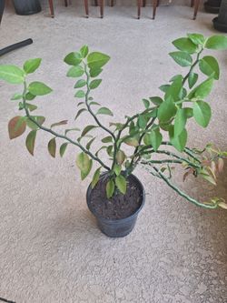 Potted ZigZag plant (Euphorbia Tithymaloides)