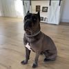 Antonio