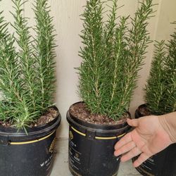 ROMERO PLANT CADA UNO /$10 / EACH ONE ROSEMARY  PLANT / NELLIS BLVD & CHEYENNE AVE.