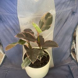 Ficus Plant For Inside House