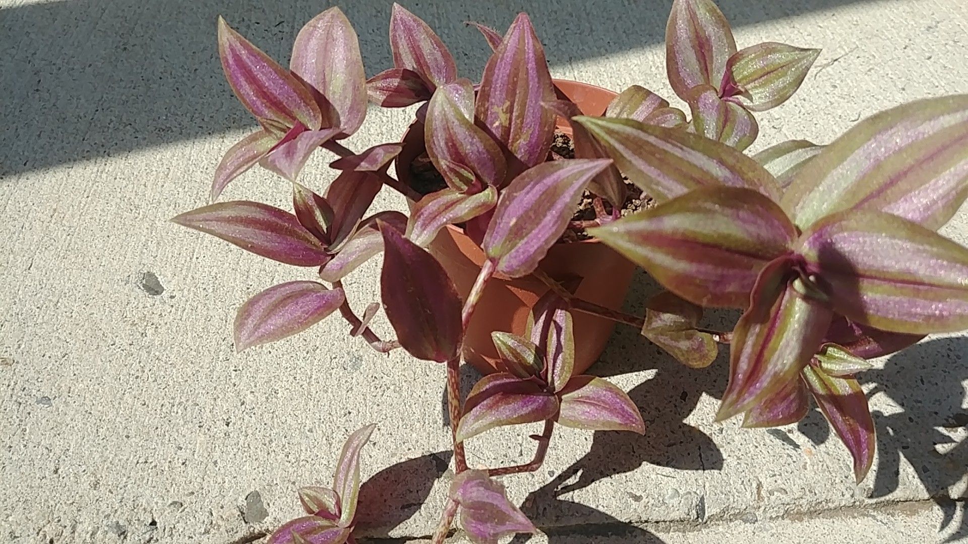 Wandering Jew plant, $5