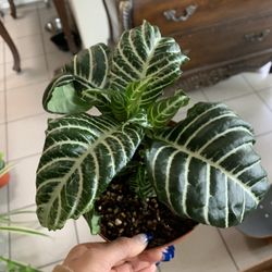 Zebra Plant