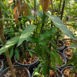 Vendo Plantas