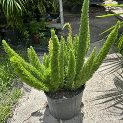 HOME PLANTS- SPECIAL PRICE FOXTAIL (3 GL)