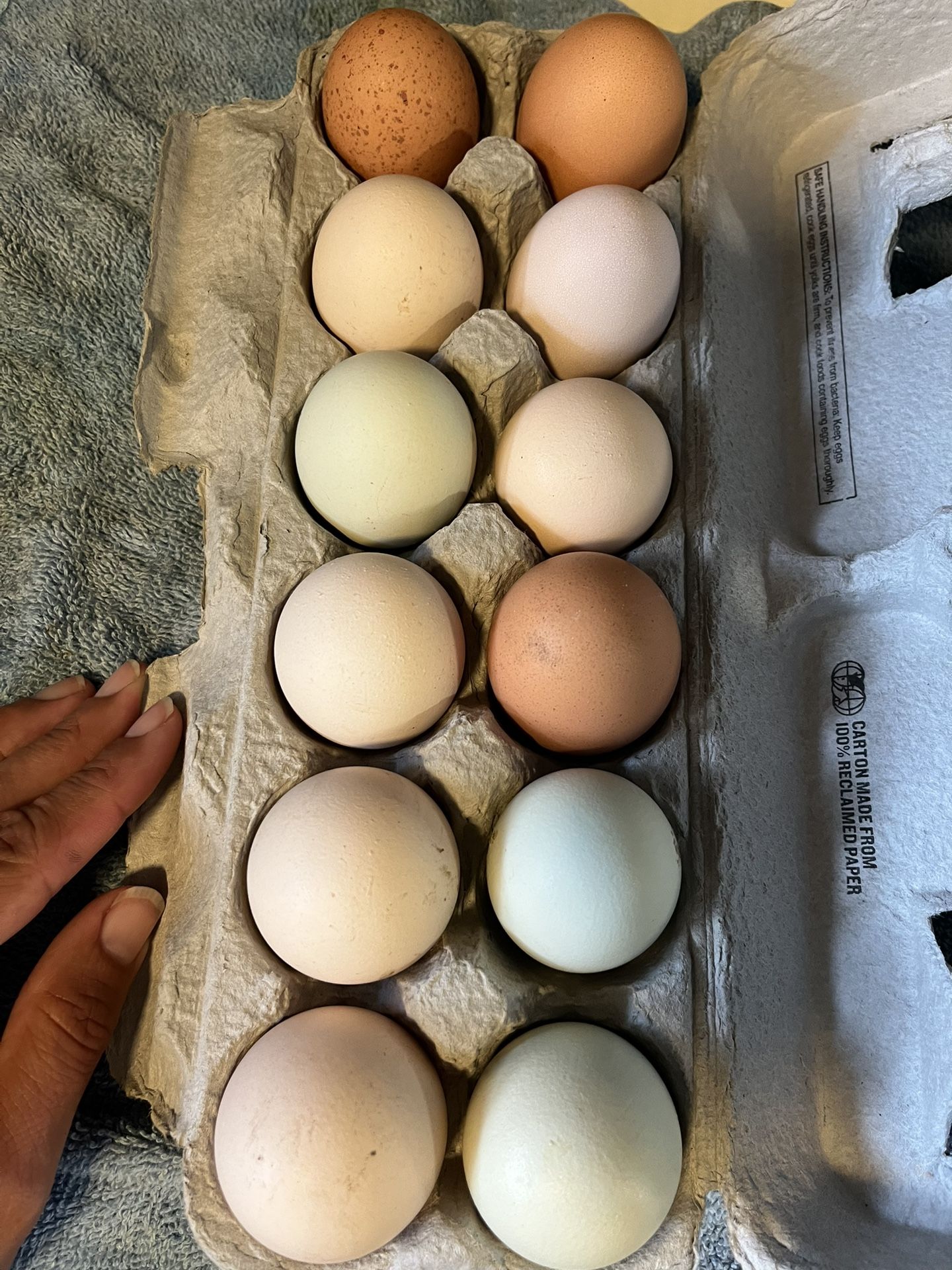 Chicken Eggs