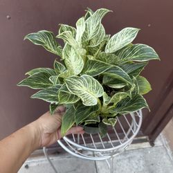 6” Philodendron Birkin