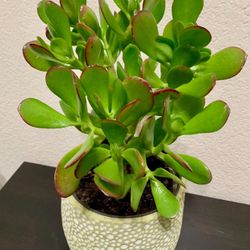 🪴Lucky Jade Or Gud Luck Plant🙏PLS READ DESCRIPTION 