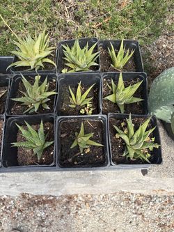 Lace Aloe