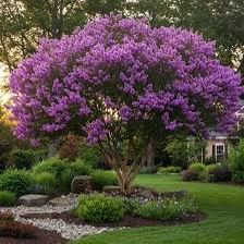 ♥️Lavender crepe myrtle tree in 12” pot♥️