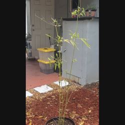 Gracilis bamboo for sale 🪴🪴🪴Please Read Description