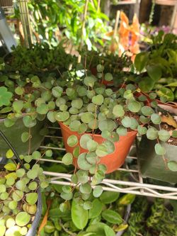 BEAUTIFUL HANGING PLANTS $12.