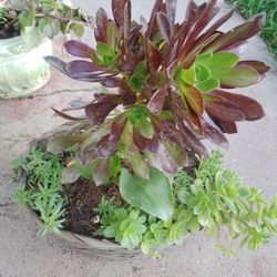 Plants Tiene De 4 Plantas