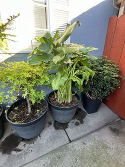 Plants