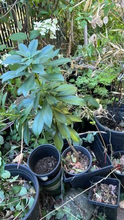 Spurge Laurel