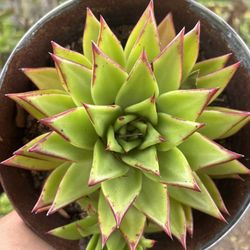 Agavoides Lipstick 10inch Pot 