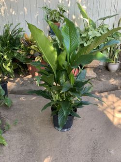 Huge plant