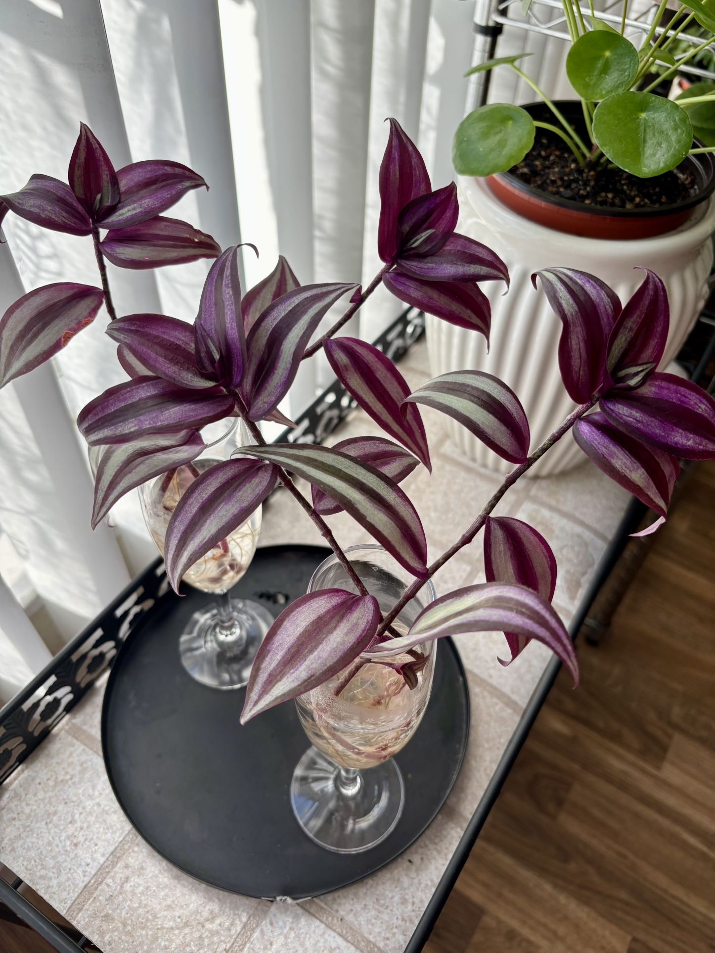 Tradescantia Nanouk in Water