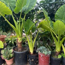 Plantas Orejas De Elefante 35 Las Chiquitas Y 50, La Grande