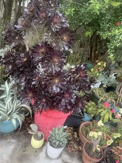 Black flower plants